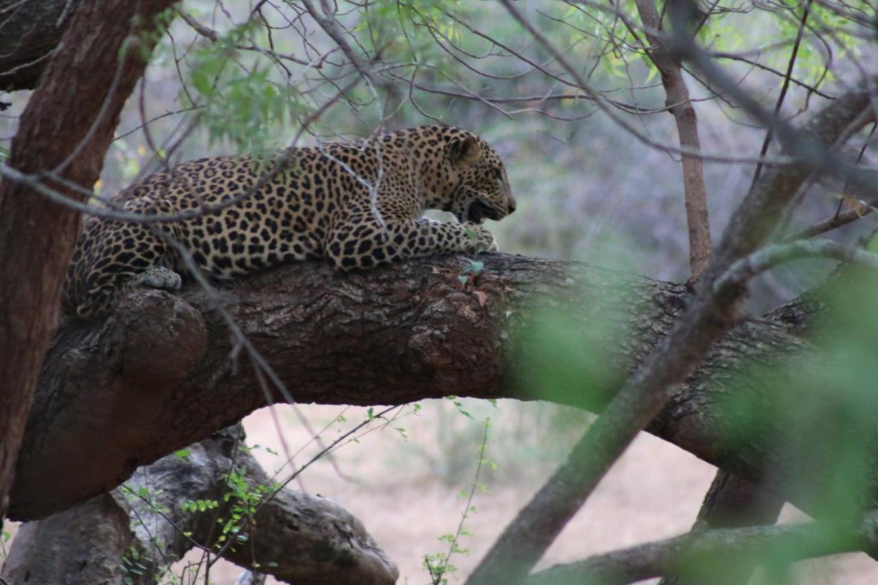 Wadula Safari - Yala Villa Kataragama Buitenkant foto