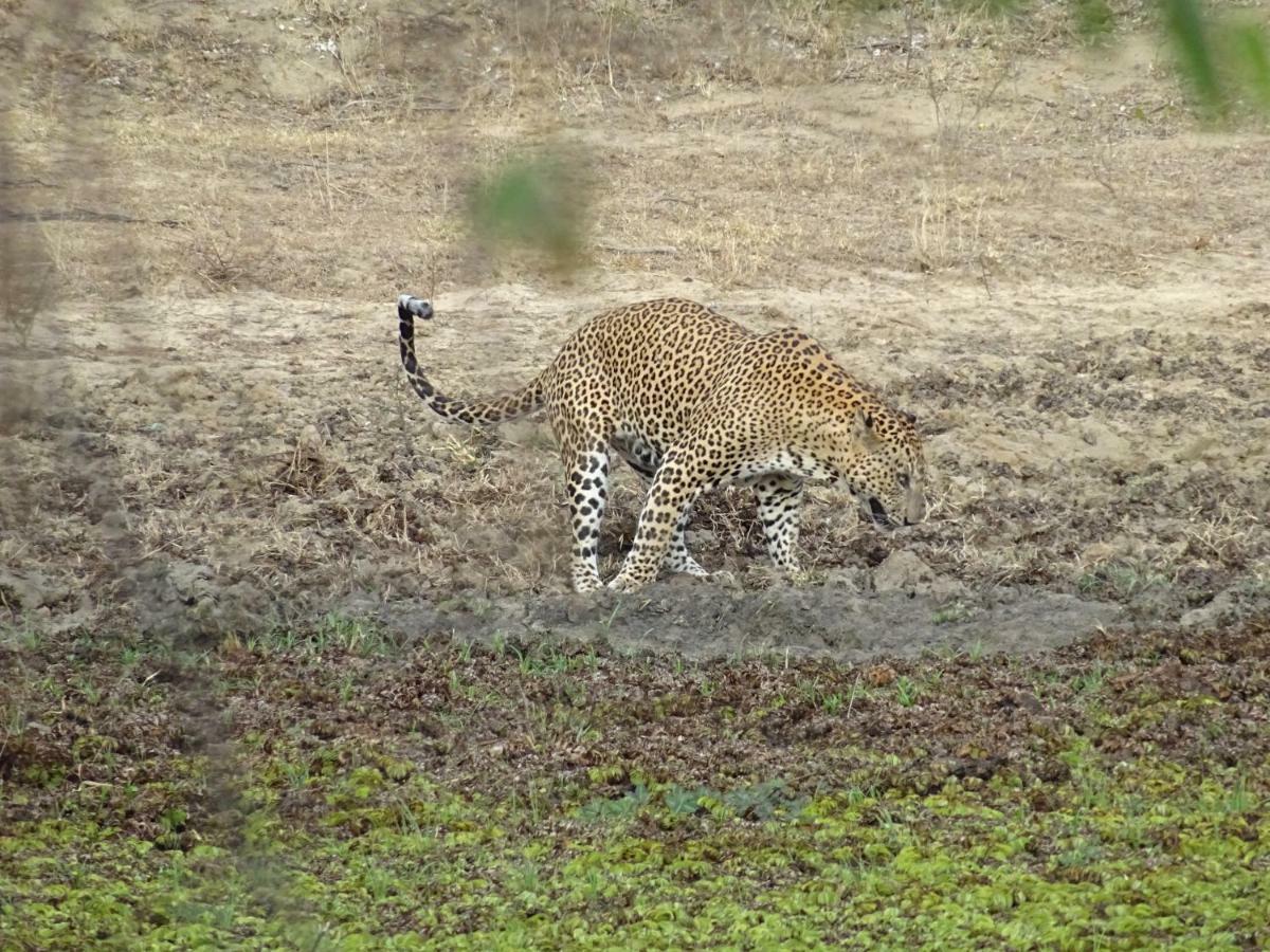 Wadula Safari - Yala Villa Kataragama Buitenkant foto